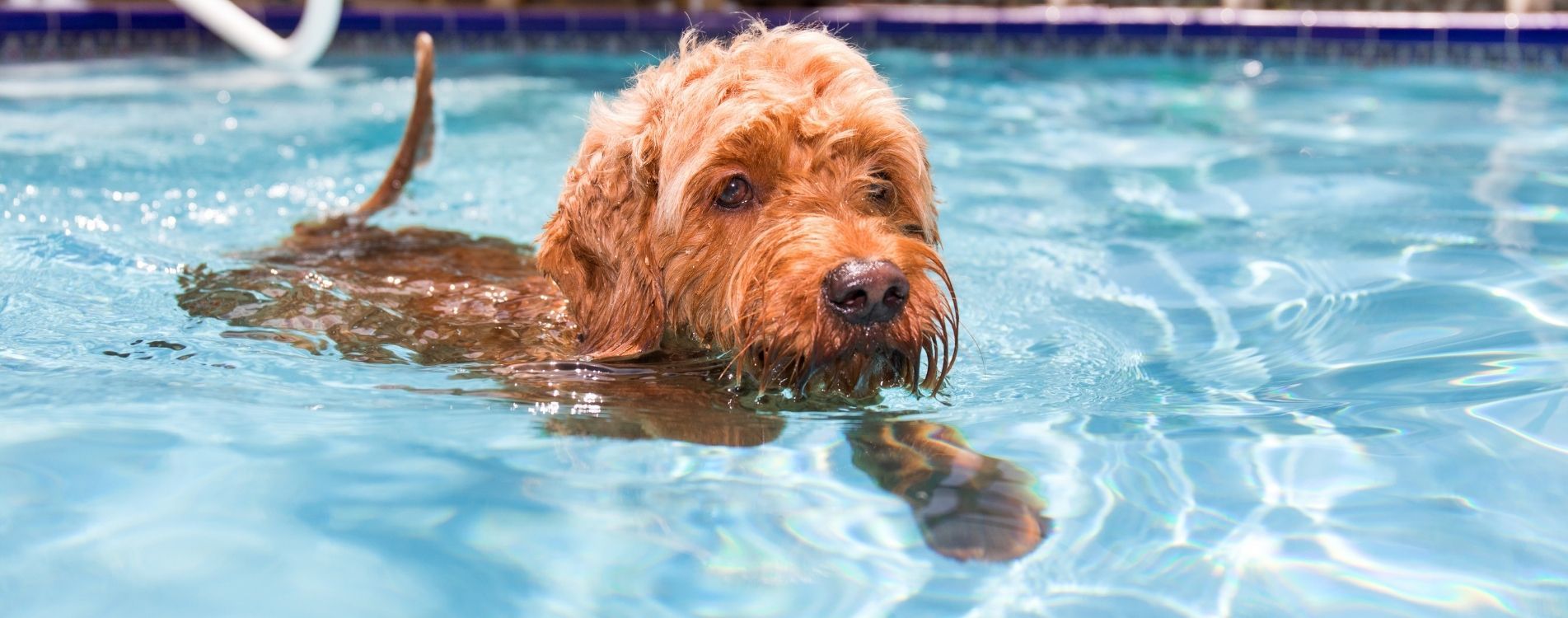 golden doodle in a swimming pool